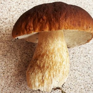 10 gr Setas Psylocibe magicas NL-AD